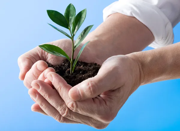 Plant in hands — Stock Photo, Image