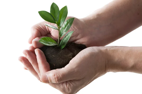 Plantera i en händer — Stockfoto