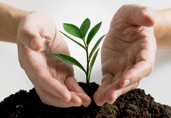 Plantera i en händer — Stockfoto
