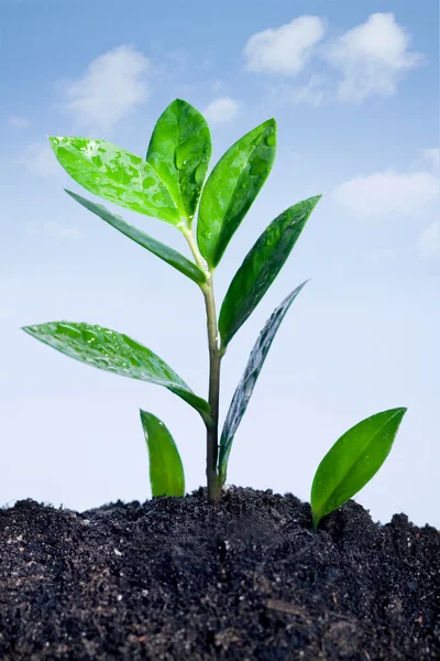 Green plants — Stock Photo, Image