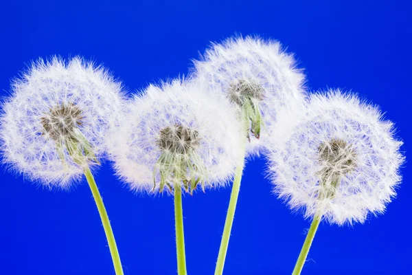 Dandelions — Stock Photo, Image