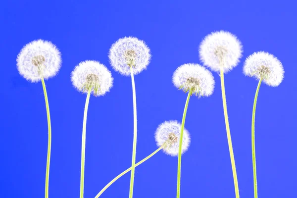 Dandelions on blue — Stock Photo, Image