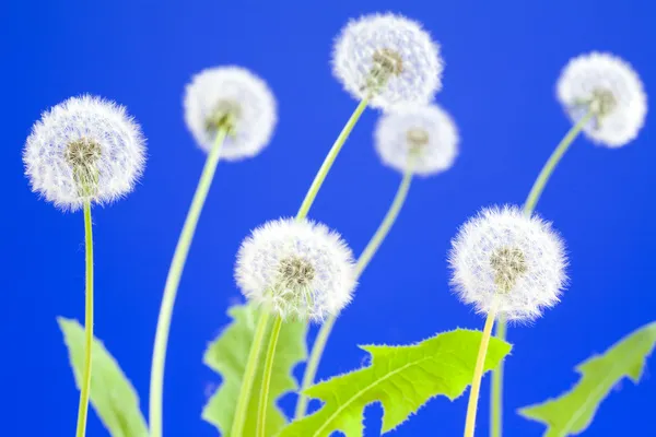 Dandelions on blue — Stock Photo, Image