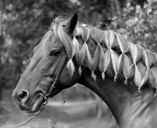 Horse — Stock Photo, Image