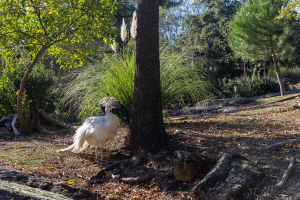 Majestueux Paon Blanc Posant Magnifiquement Sous Arbre Dans Parc Concept — Photo