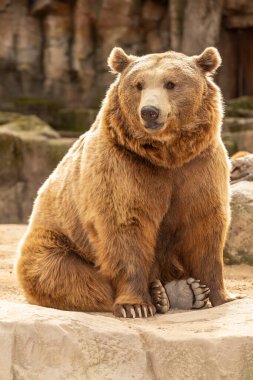 Brown bear on rocks at the zoo Concept of conservation of wildlife in captivity. Vertical photo and selective focus