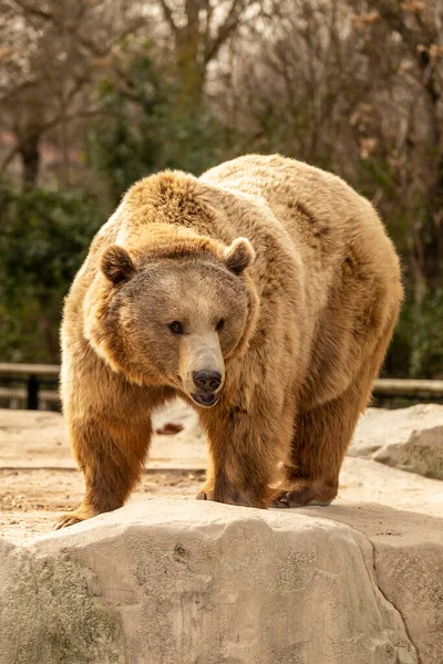 Brown Bear Rocks Zoo Concept Conservation Wildlife Captivity Vertical Photo — Zdjęcie stockowe