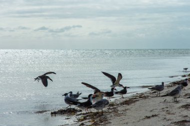 seagulls on beach at sandy sea water  