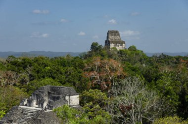 old ruins in tropical forest, summer season nature 