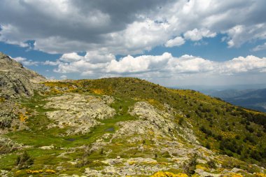 scenic view on summer mountain fields with yellow flowers, blue sky with clouds 