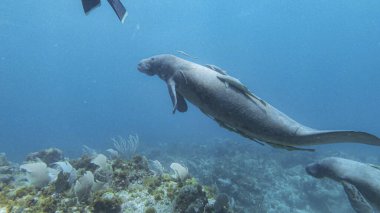deep blue underwater ocean with Elephant seals and scuba diver