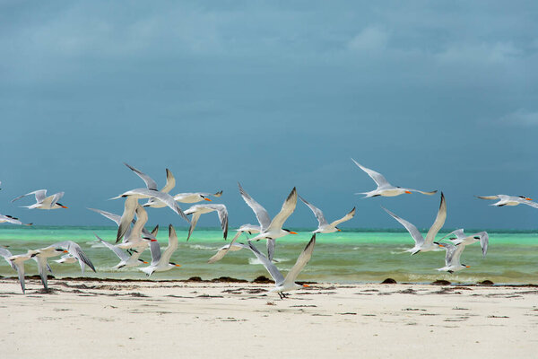 white grey seagulls birds flying at beach near ocean 