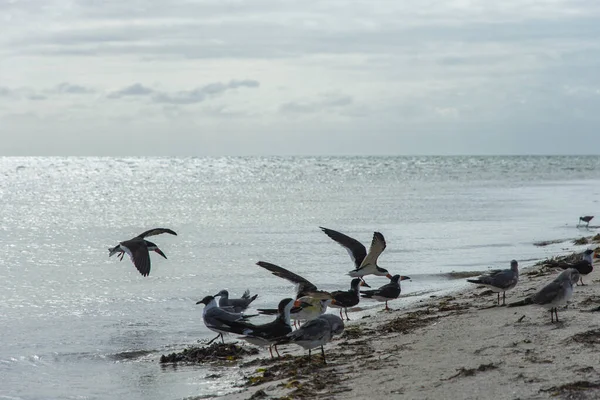 Seagulls Beach Sandy Sea Water — Foto de Stock