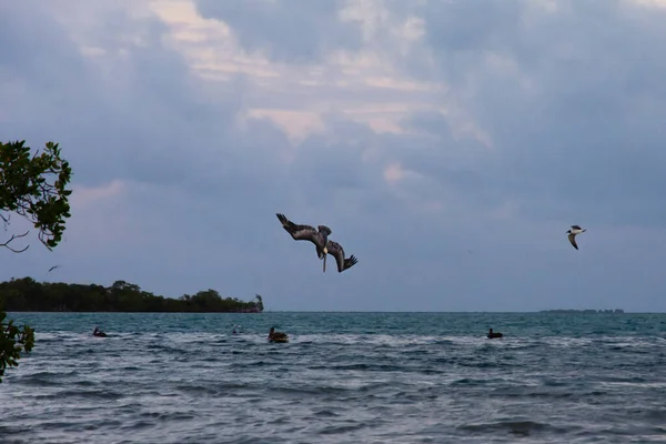 Tropical Birds Flying Hunting Fish Sky — Foto de Stock
