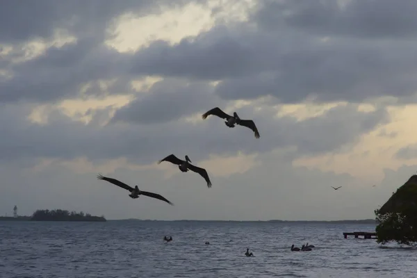 Tropical Birds Flying Ocean Water Grey Cloudy Sky — Foto de Stock