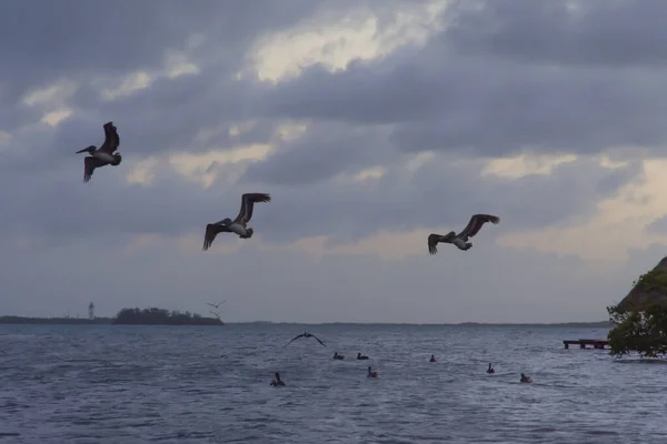 Tropical Birds Flying Ocean Water Grey Cloudy Sky — Foto de Stock