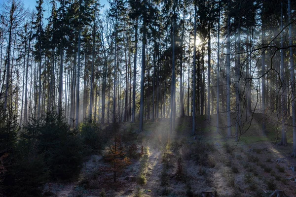 Sunbeams Autumn Season Forest Early Morning — Stockfoto