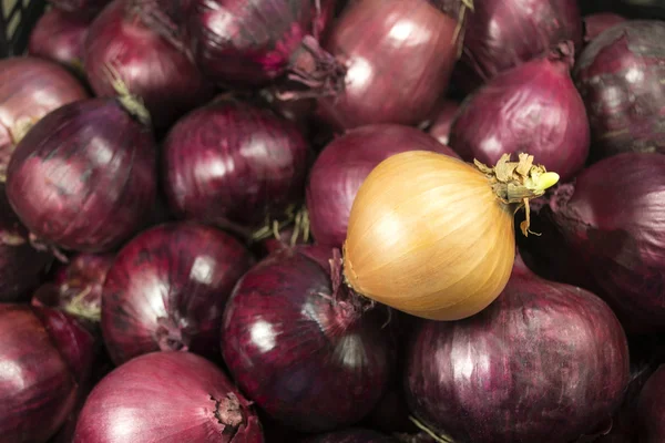 red and white onion