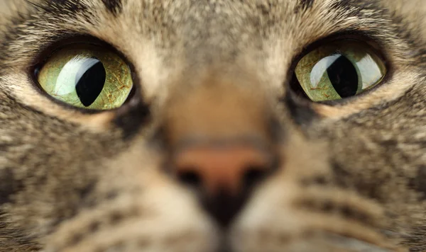Cat 's eyes . — стоковое фото