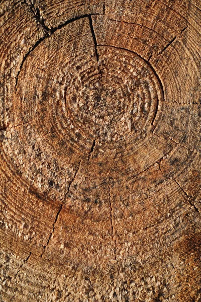 Textura da árvore . — Fotografia de Stock