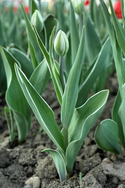 Ungeöffnete Tulpe. — Stockfoto