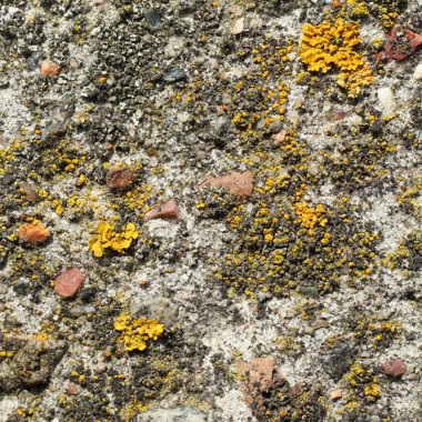 Sarı mantar closeup ile Taş dokusu.