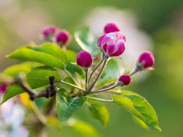 木の枝に赤い花を閉じた横のイメージ — ストック写真