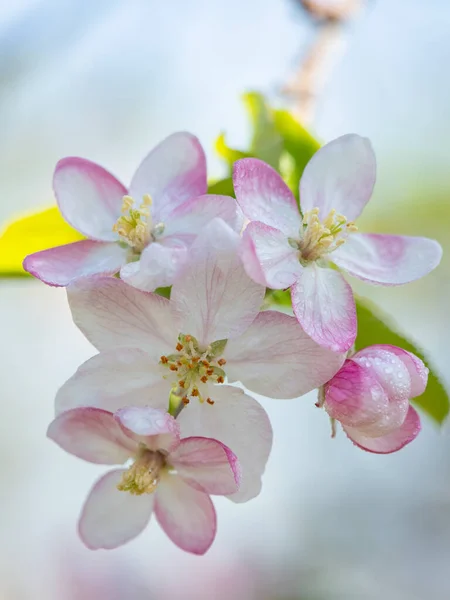 Su damlalı açık kırmızı ve beyaz çiçekli dikey resim