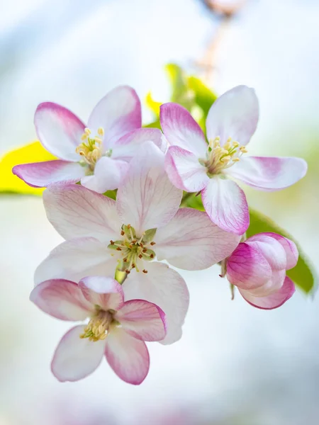 開いた赤と白の花と垂直画像 — ストック写真