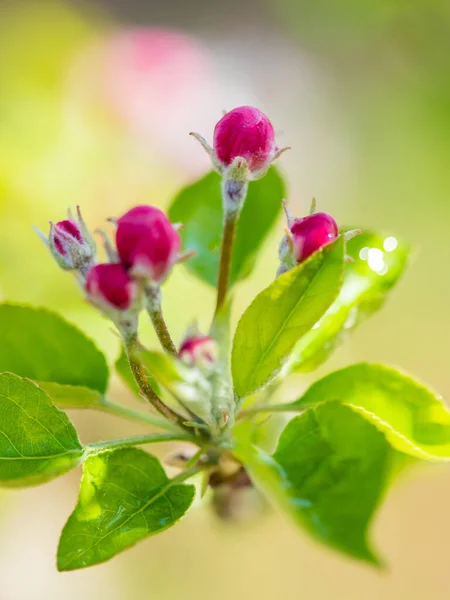 Kırmızı çiçekli dikey resim ve bulanık arkaplanlı yeşil yapraklar