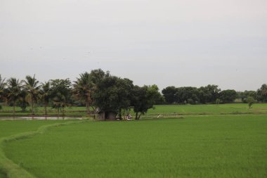 güzel tropikal pirinç çiftliği ve tarlaları