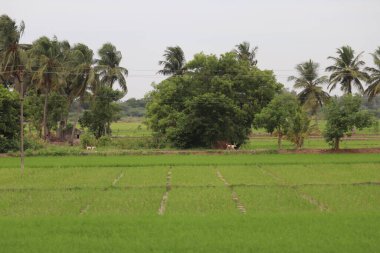 farmer in rice field and count tree  In South Indian