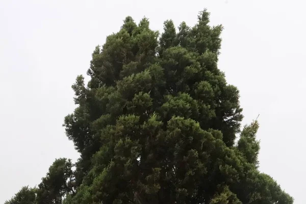 Ormanda Yeşil Ağaçlar — Stok fotoğraf
