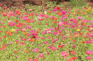 Açık havada kırmızı laleler var.