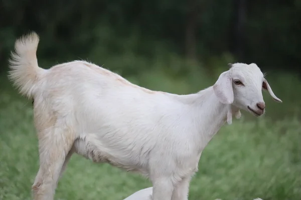 White Goat Breeds India — Stock Photo, Image