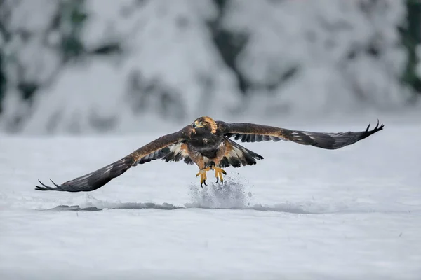 Close Dynamic Photo Golden Eagle Flying Natural Environtment Winter Time — Stock Photo, Image