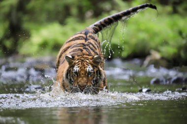 Dünyanın en büyük kedisi, Sibirya kaplanı, yeşil bir ormanın ortasında bir derede avlanır. Doğal ortamdaki en yırtıcı hayvan. Panthera Tigris Altaica.