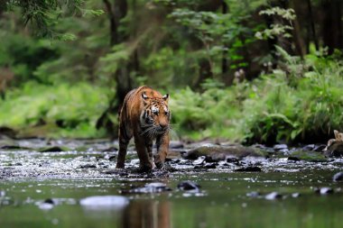Dünyanın en büyük kedisi, Sibirya kaplanı, yeşil bir ormanın ortasında bir derede avlanır. Doğal ortamdaki en yırtıcı hayvan. Panthera Tigris Altaica.