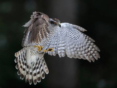 Yırtıcı kuş karanlık bir ormana iniyor. Yakın plan portre. Goshawk, Accipiter gentilis