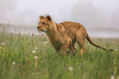 Sisli bir sabah, renkli çiçeklerle dolu bir bozkırda kameraya doğru koşan bir dişi aslanın yakın plan portresi. Aslan ve Panthera Leo 'nun doğasında en tepedeki yırtıcının empresyonist sahnesi.