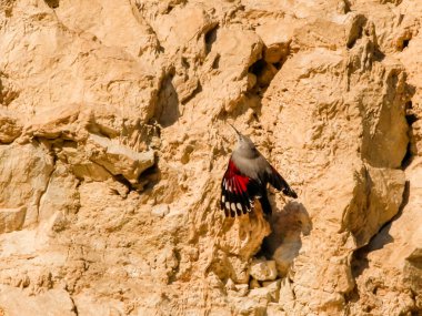 Duvarcı sürüngen, bir kayaya atlayıp böcekleri ve diğer böcekleri arıyor. Kırmızı kanatlı gri kuş, dağ uçan mücevheri. Palava Hills, Çek Cumhuriyeti, Tichodroma Muraria.