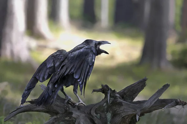 Крупный План Портрет Черного Ворона Лесу Общий Ворон Corvus Corax — стоковое фото