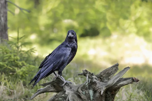 Крупный План Портрет Черного Ворона Лесу Общий Ворон Corvus Corax — стоковое фото