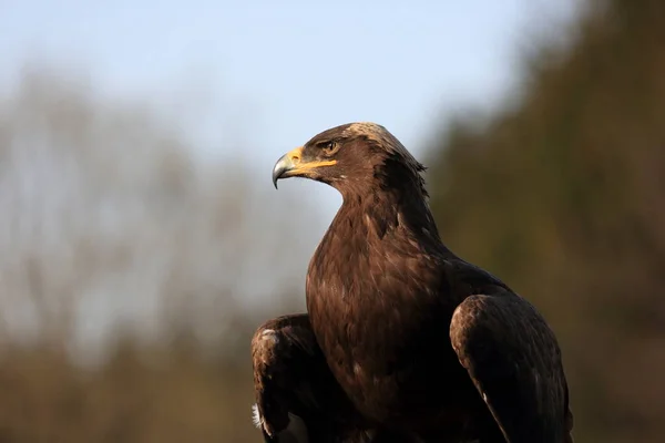 Close Portrait Golden Eagle Natural Environtment Aquila Chrysaetos — Stock Photo, Image