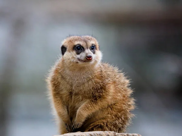 Портрет Сурикаты Крупным Планом Meerkat Лет Suricata Suricatta — стоковое фото