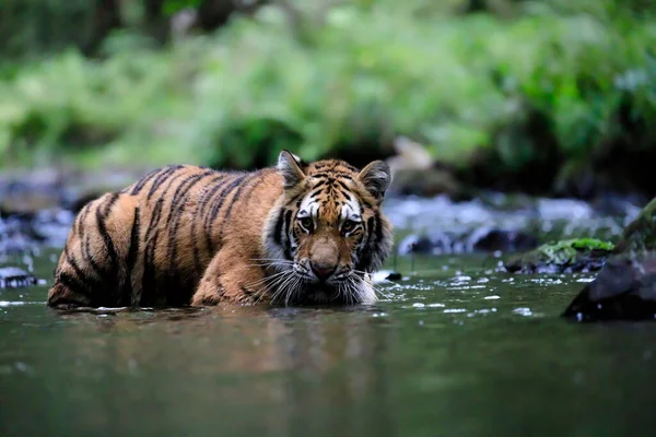 Největší Kočka Světě Sibiřský Tygr Loví Potoce Uprostřed Zeleného Lesa — Stock fotografie