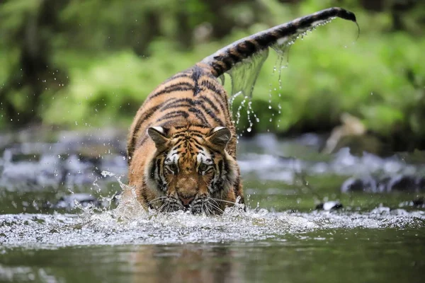 Самая Большая Кошка Мире Сибирский Тигр Охотится Ручье Посреди Зеленого — стоковое фото