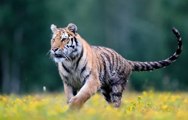 Самая Большая Кошка Мире Сибирский Тигр Panthera Tigris Altaica Бежит — стоковое фото