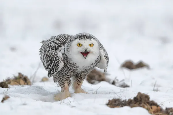 올빼미의 Snowy Owl Bubo Scandiacus — 스톡 사진