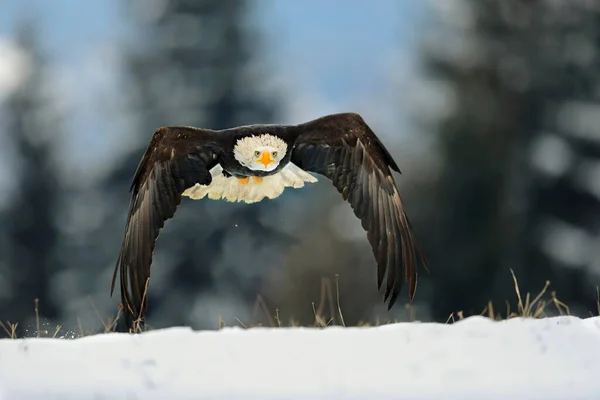 Большая Сильная Летающая Хищная Птица Белой Головой Зимнее Время Снежный — стоковое фото
